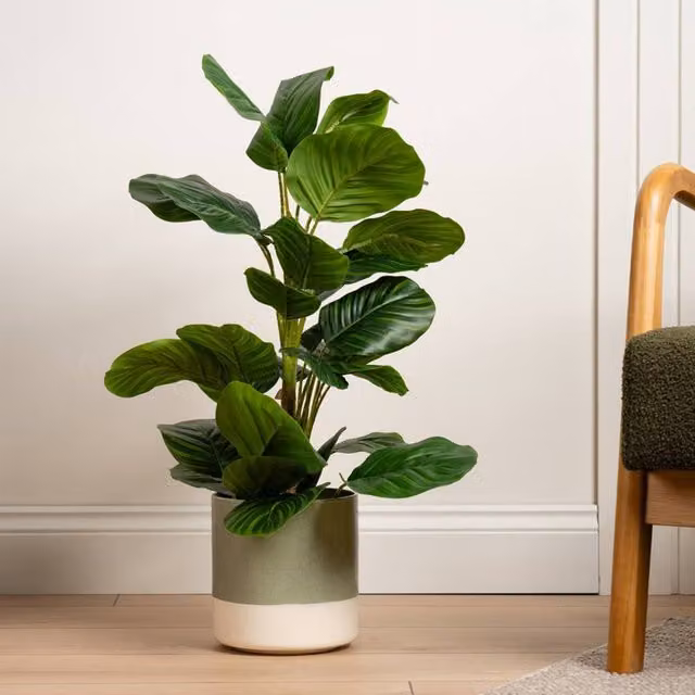 Scottish Everlastings Ltd Real Touch Arrowroot Maranta Plant in Green, Height: 70 cm