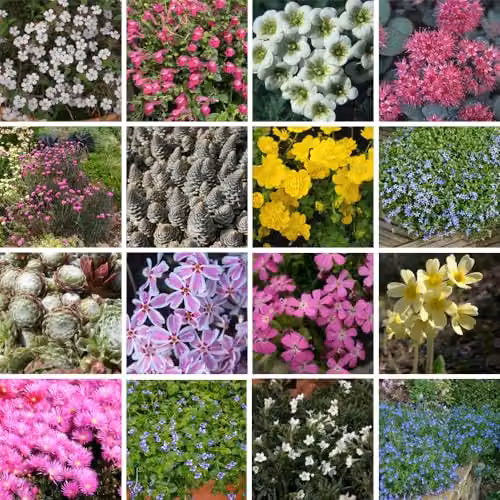 Thompson & Morgan Alpine Mix Jumbo Plugs, Multicolour Ornamental Rockery Flowers, 5 Plugs – 1
