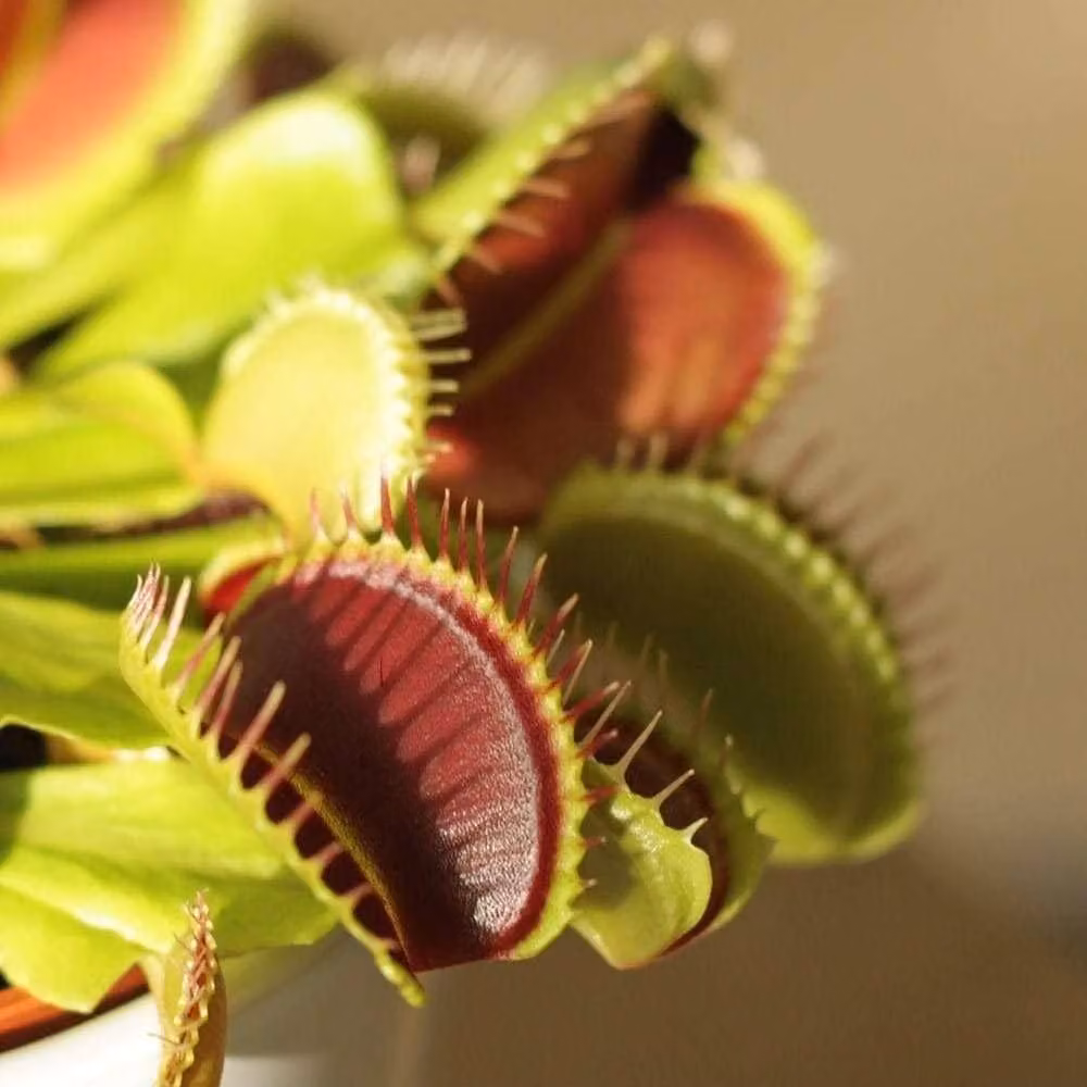 Primrose Plant Theory Dionaea muscipula Venus Flytrap in an 8.5cm Green Pot – 3