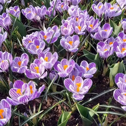 Thompson and Morgan Crocus Pickwick Bulbs, Purple and White Spring Flowering Bulbs, 20 Bulbs – 4