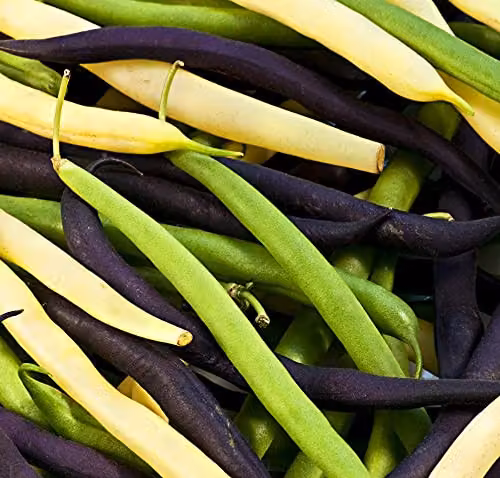 Thompson and Morgan Dwarf French Bean Colour Mix Vegetable Seeds – 3