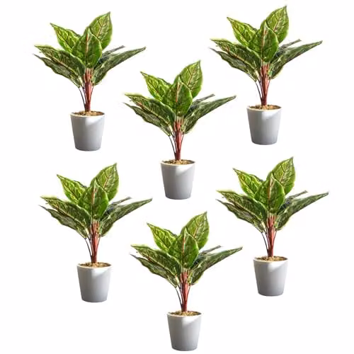 Leaf UK Pack of 6 Green Artificial Potted Calathea Veitchiane Plants, H 38 cm x W 11 cm x D 30 cm – 2