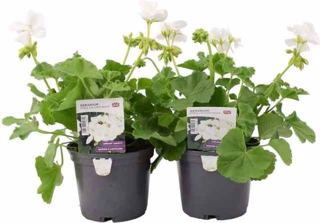 Plants By Post Geranium Zonal Calliope White, 2 x 1L Potted Outdoor Plants