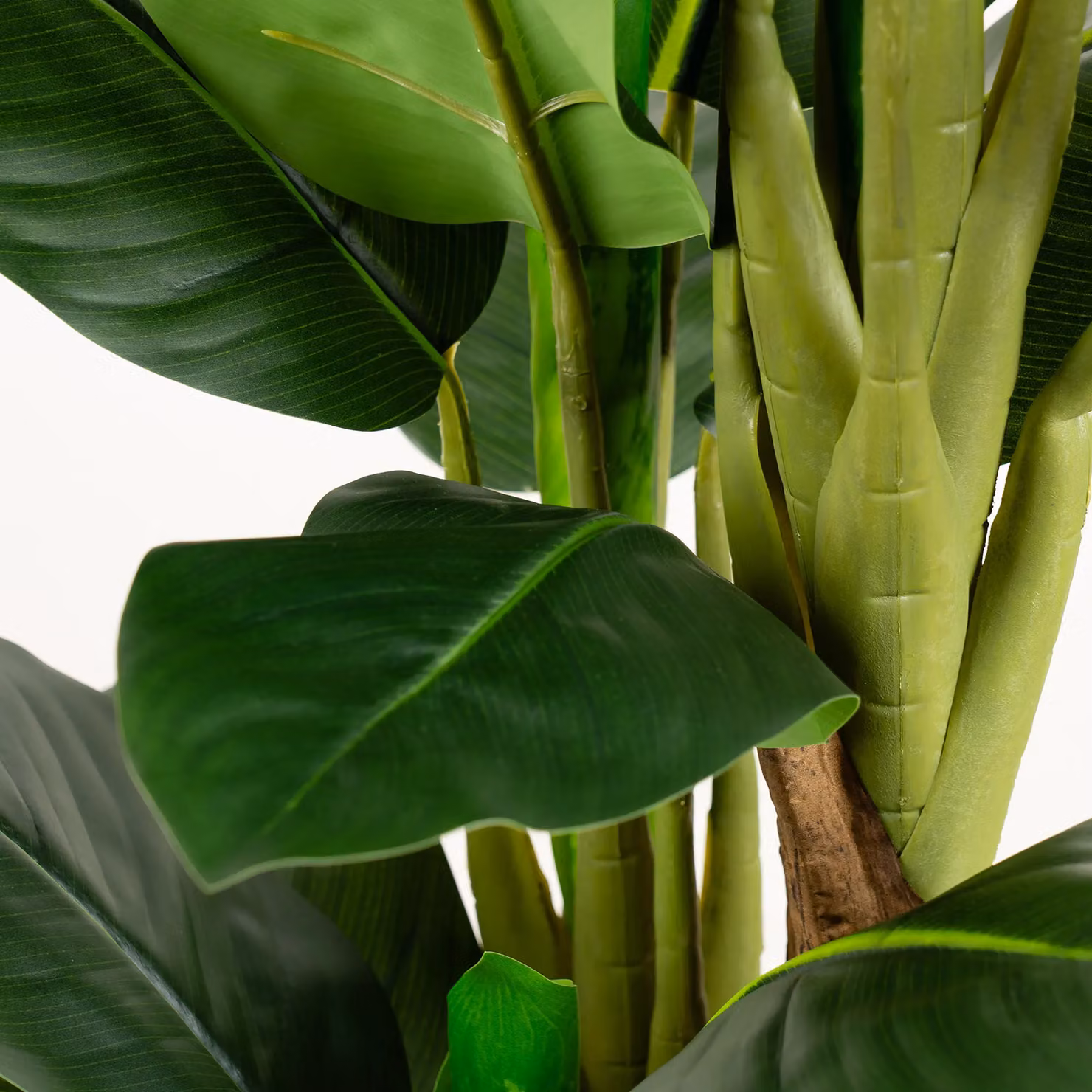 Scottish Everlastings Ltd Real Touch Dieffenbachia Green Plant, Height: 120 cm – 3