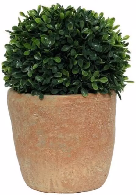 Botanica Potted Bonsai Pine Green Tabletop Ceramic Tree