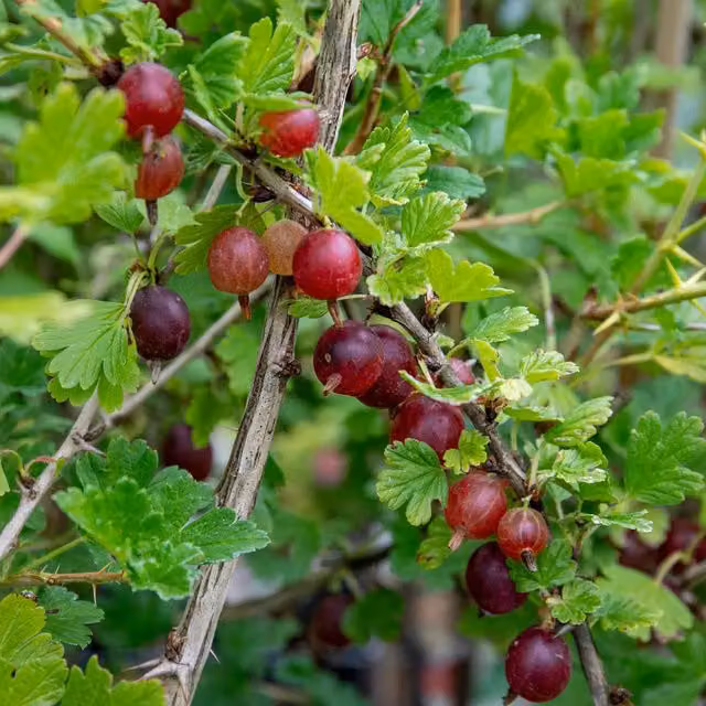 Marshalls Garden Gooseberry Hinnonmaki Red Mildew Resistant Fruit Tree Standard Bare Root