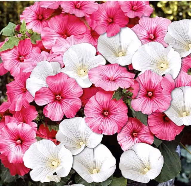 Unwins Lavatera Twins Mix Ornamental Flower Seeds, Multicolour