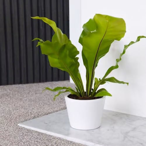 Thompson & Morgan Asplenium Nidus Bird's Nest Fern, Pack of 2, 12cm Pot, Green Indoor Plant