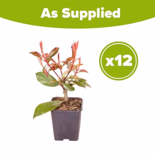 YouGarden Photinia Red Robin Shrub Hedging Pack, 12 Plants in 8cm Pots – 3