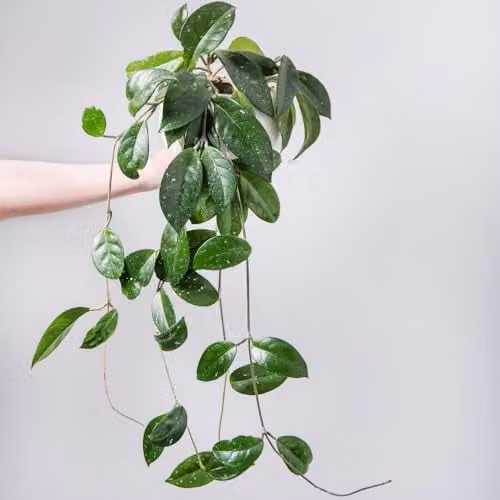 Thompson & Morgan Hoya Gracilis Potted Indoor Plant with Pink Flowers, 1x 12cm Pot – 1
