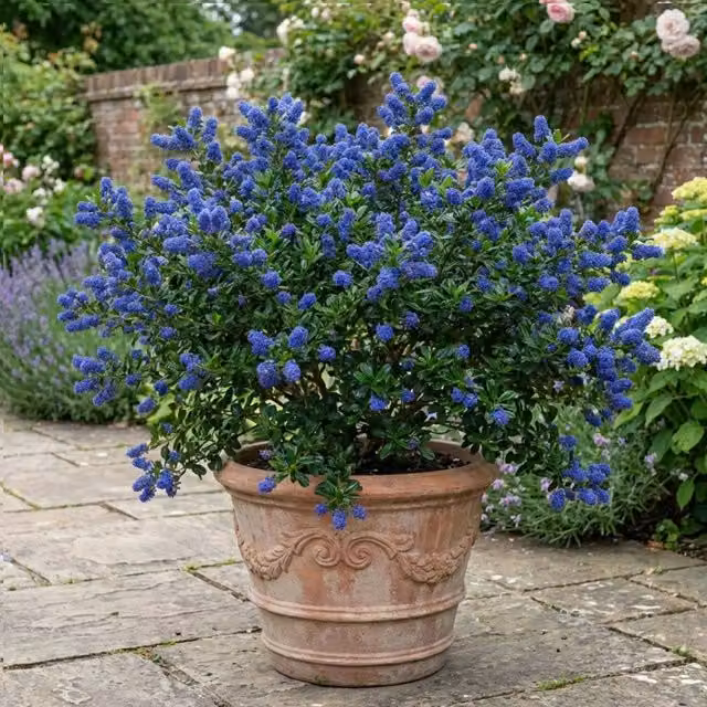 Plants By Post Ceanothus Skylark Blue Evergreen Ornamental Shrub, 3L