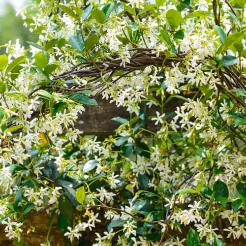 Thompson & Morgan Trachelospermum jasminoides Star Jasmine Fragrant Evergreen Climbing Shrub, 4 x 2 Litre Potted Plants – 3