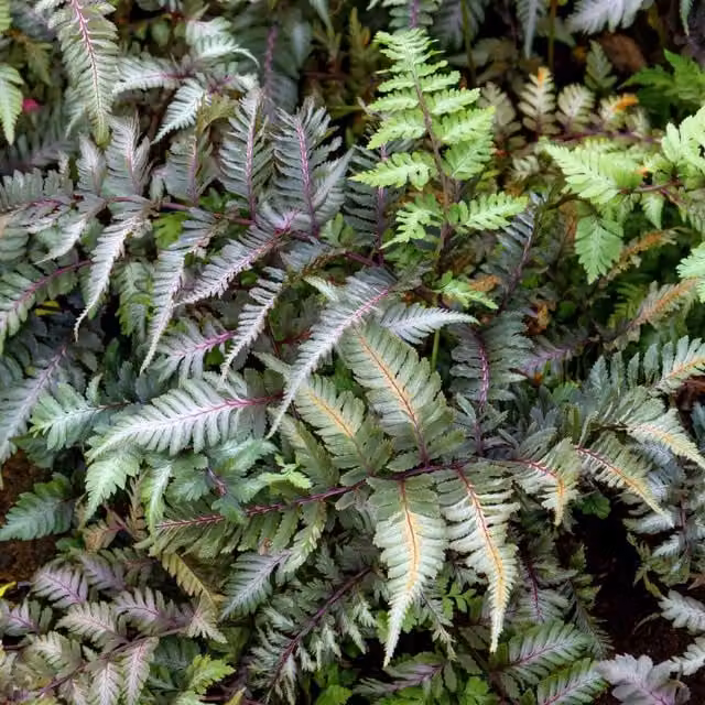 Marshalls Garden Athyrium niponicum Metallicum Silver Perennial Ornamental Plant in Pot