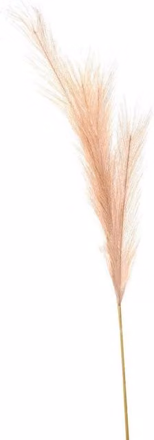 Hill Interiors Artificial Pampas Grass Flower in Beige