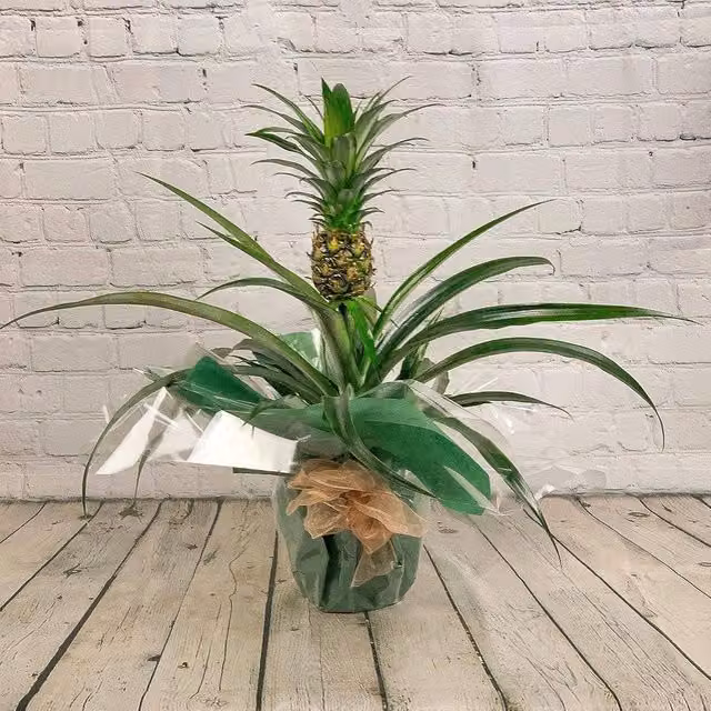 Green Flowering Pineapple Real Indoor Houseplant for Home and Office