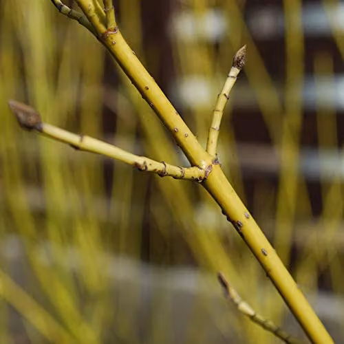 Thompson and Morgan Cornus sericea Flaviramea Golden Twig Dogwood Hardy Ornamental Shrub, 2 x 10 Litre Pots – 2