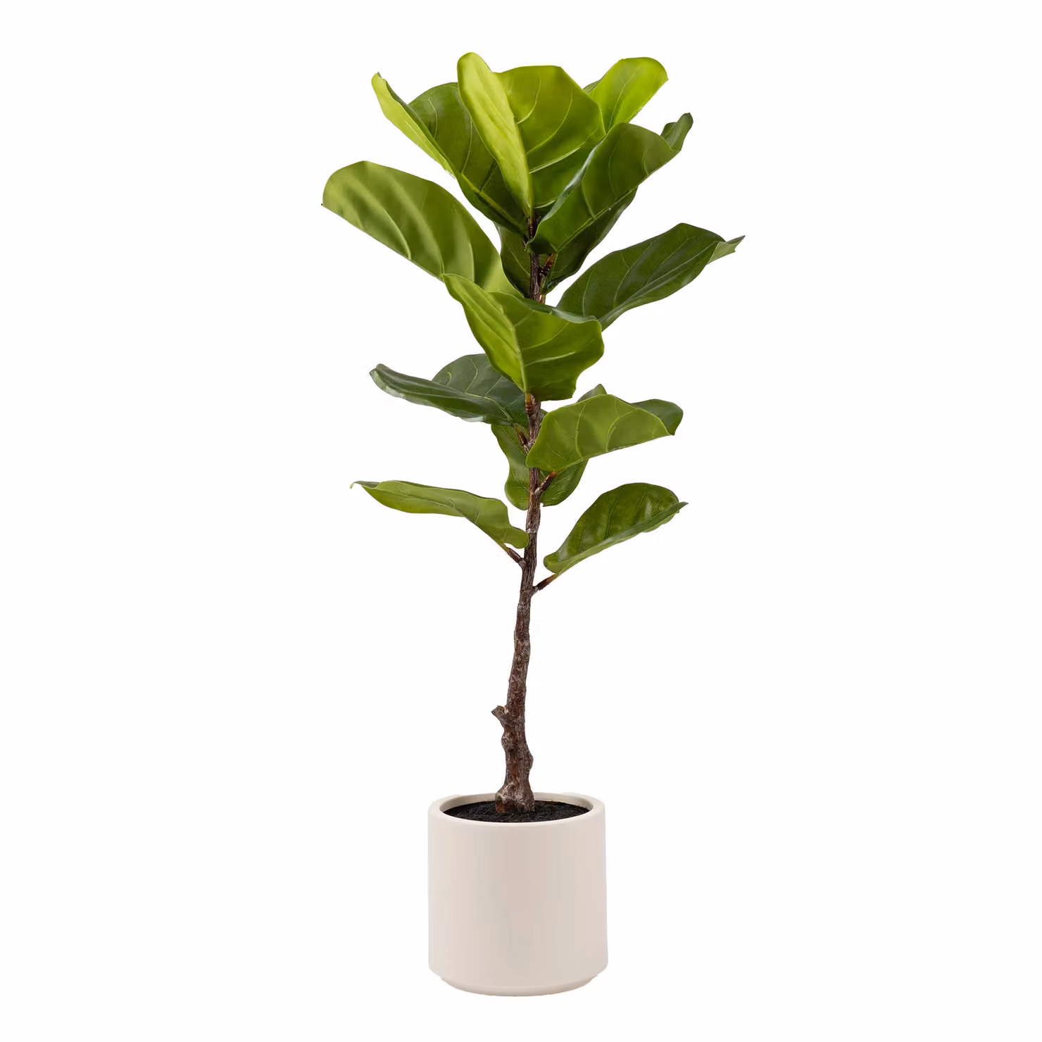 Scottish Everlastings Ltd 90cm Real Touch Fiddleleaf Fig Tree in a Chunky White Pot, Green – 3