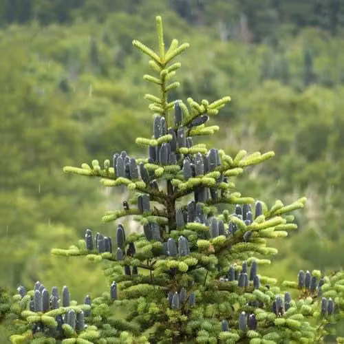 Thompson and Morgan Abies balsamea Nana Dwarf Balsam Fir Evergreen Conifer, 2 Litre Pot