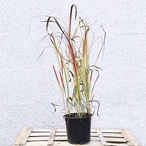 Thompson and Morgan Imperata cylindrica Red Baron Japanese Blood Grass, 2 x 9cm Potted Perennial Plants – 3