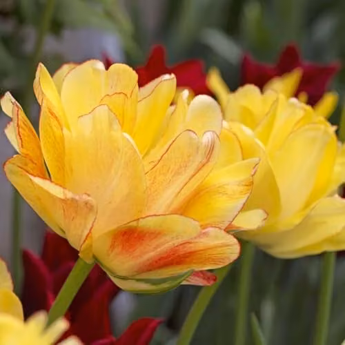 Thompson & Morgan Tulip Akebono Darwin Hybrid Double Yellow with Red Edges and Pink Blush Bulbs, 16 Bulbs