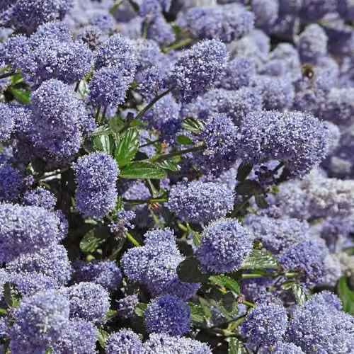 Thompson & Morgan Ceanothus repens Evergreen Groundcover Shrub with Powder Blue Flowers, 2 x 3.6 Litre Potted Plants