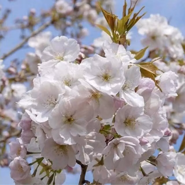 Direct Plants Prunus Sunset Boulevard Flowering Cherry Tree, Pink, 7.5 Litre Pot