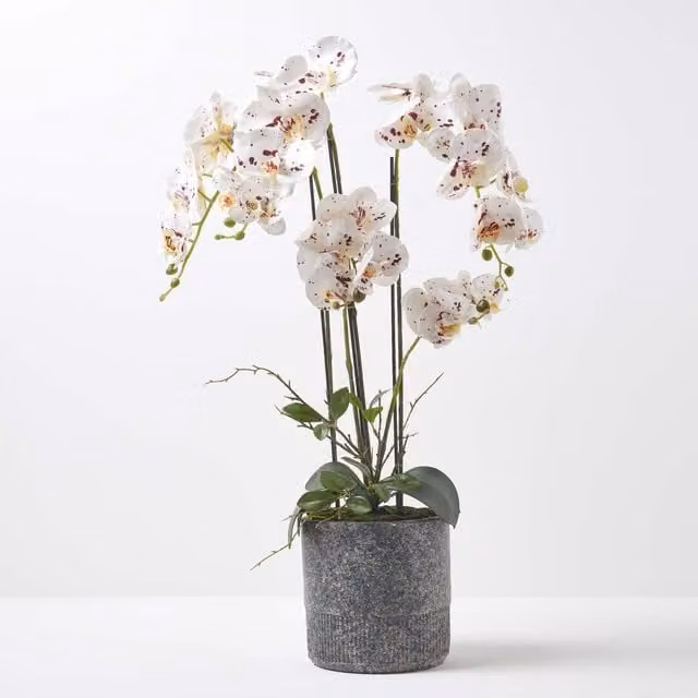 Homescapes White Phalaenopsis Orchid with 5 Stems in a Concrete Pot, Height: 82 cm