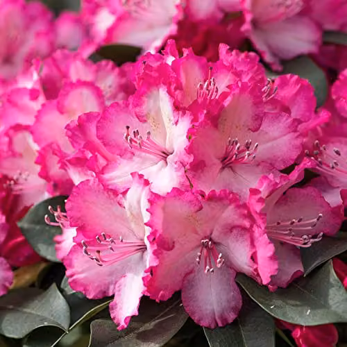 Thompson & Morgan Rhododendron XXL Ornamental Half Shrub, 2 x 19cm Potted Plants in Pink and White
