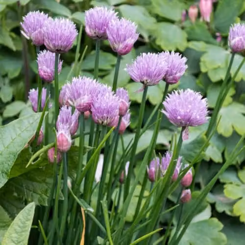 Thompson & Morgan Chives Herb Plant Allium schoenoprasum, 3 x 1 Litre Potted Plants – 1