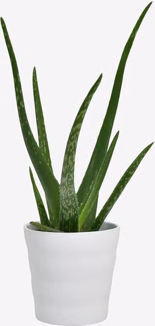 Green Aloe Vera Succulent Indoor Houseplant in a Ceramic Pot