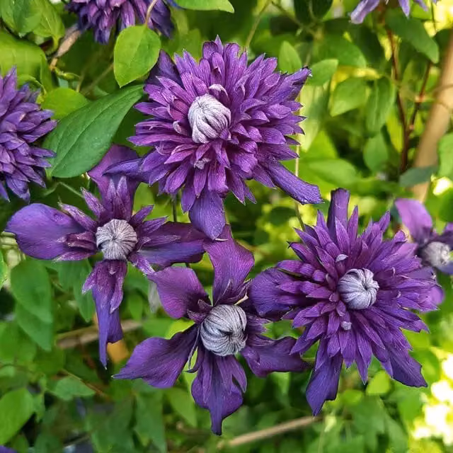Marshalls Garden Clematis Kokonoe Purple Flowering Climber