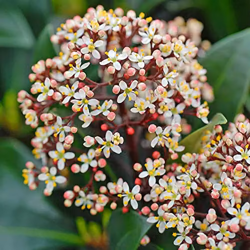 Thompson & Morgan Skimmia Japonica Rubella Ornamental Flowering Shrub, 2 x 9cm Pots – 2