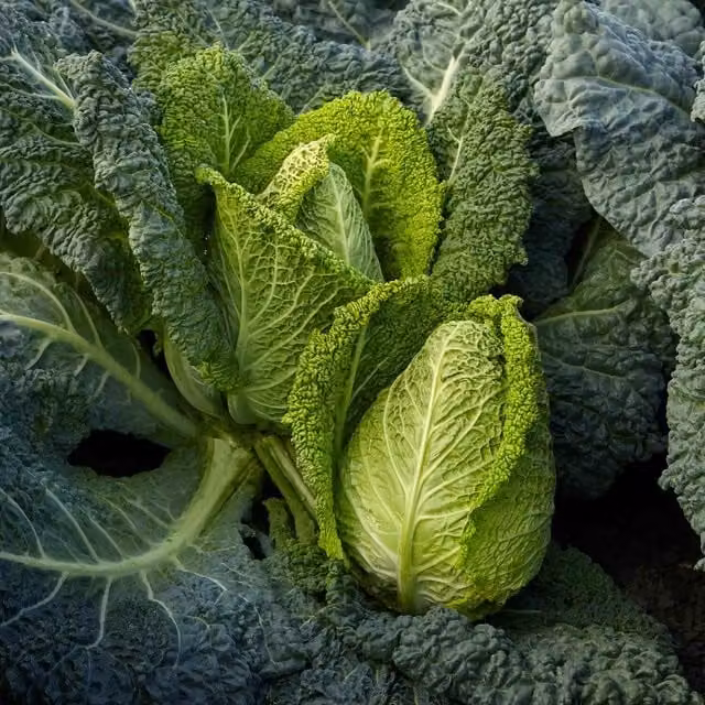 Marshalls Garden Stelvio Cabbage Seeds, 20 Pack, Sweet Green Heads