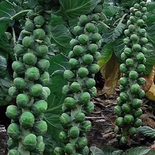 Thompson and Morgan Brussels Sprout Brodie F1 Hybrid Vegetable Seeds, 35 Seeds per Packet