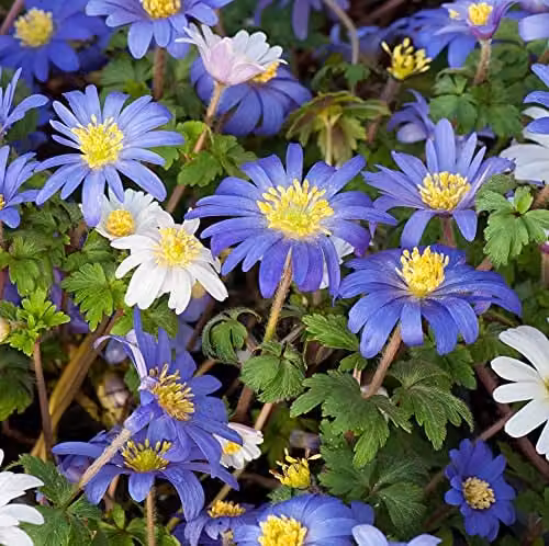 Thompson and Morgan Anemone Blanda Mixed Hardy Flowering Garden Bulbs, 40 Bulbs (Blue, Pink, White) – 6