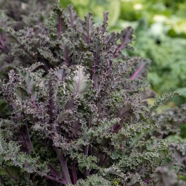 Unwins Redbor Kale Seeds, Red/Purple Vegetable Seeds