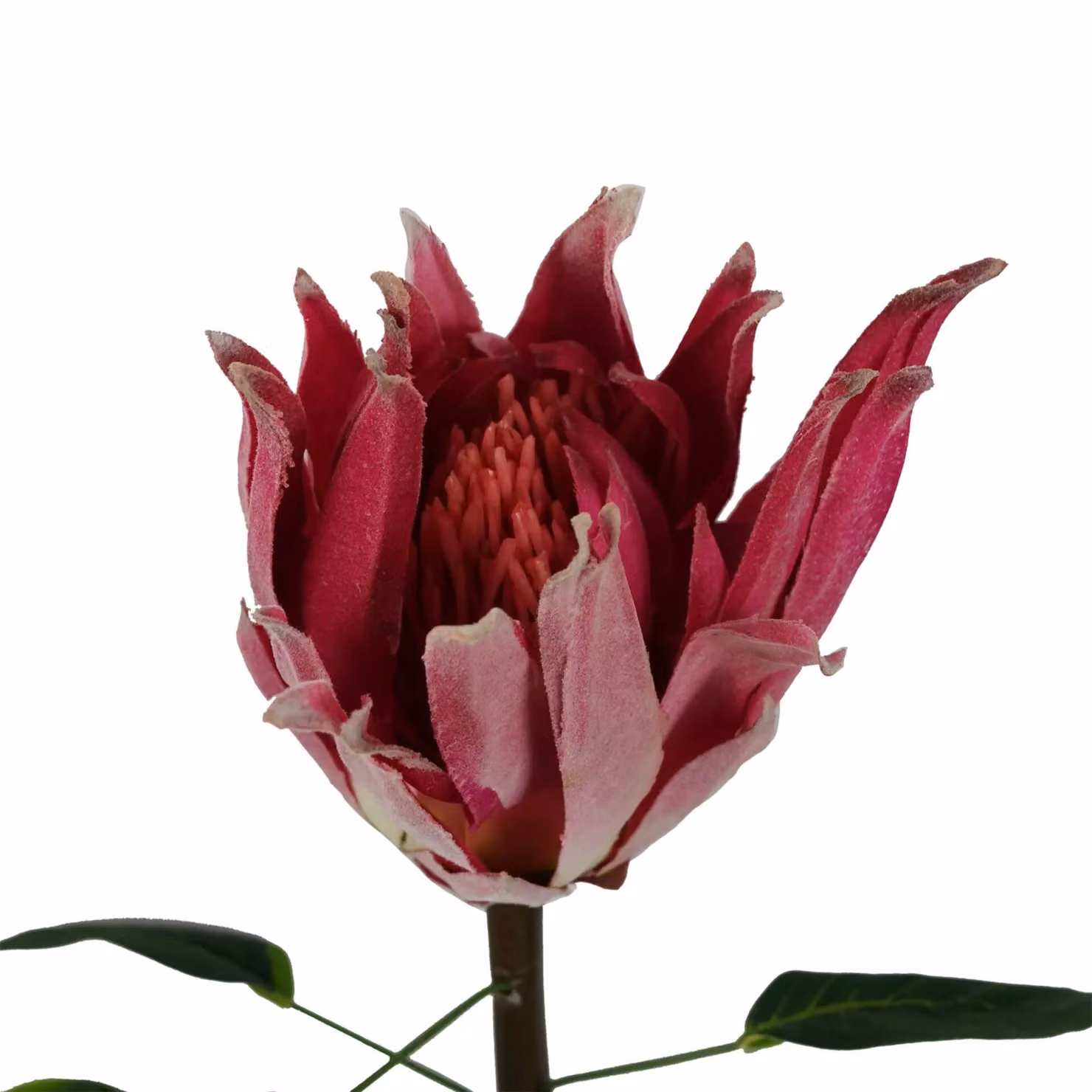 Leaf Pink Artificial Protea Sugarbush Flower Stem, 65 cm – 4