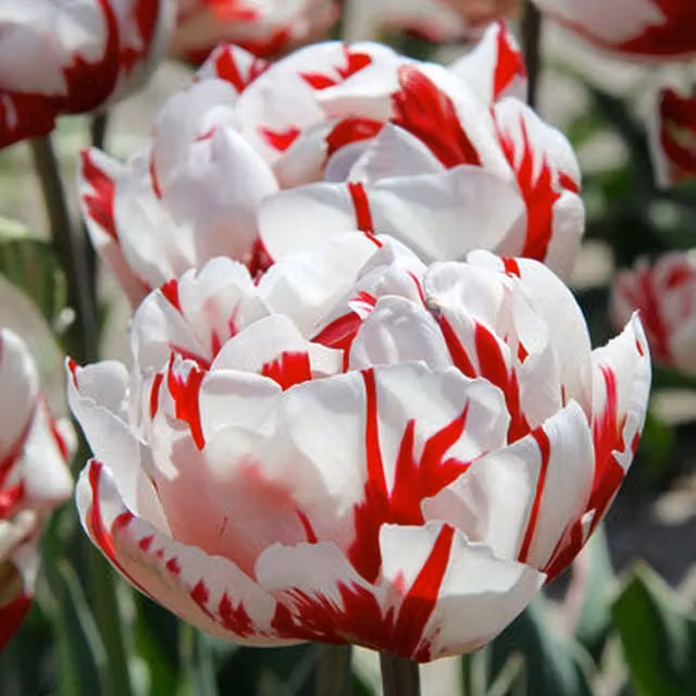 Plants By Post Tulipa Carnaval De Nice Red and White Flower Bulbs, Pack of 15