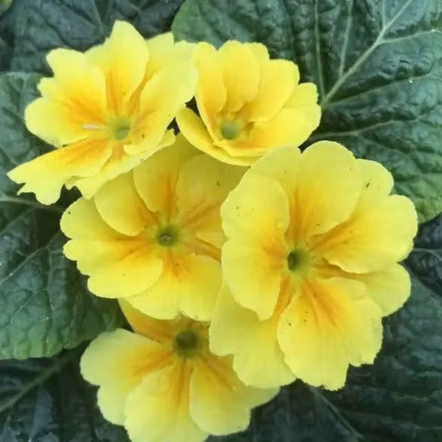 Plants by Post Primrose Yellow Perennial Bedding Plants, Set of 3 in 9cm Pots