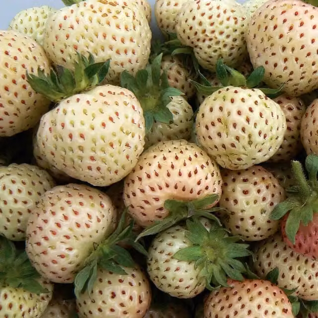 Marshalls Garden Strawberry Snow White Perennial White Berry Bush