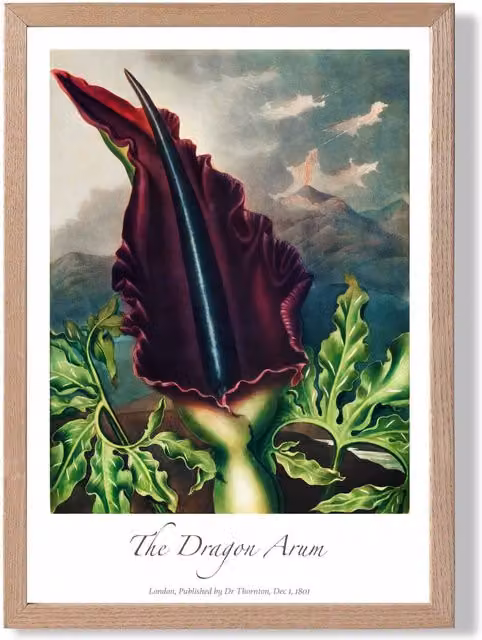 ARTZE Dragon Arum Flower Framed Botanical Print with Oak Frame in Purple and Green