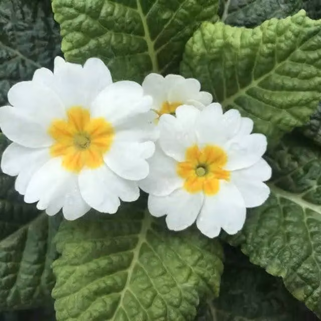 Plants by Post White Primula Perennial Garden Ready Plants, 3 x 9cm Pots