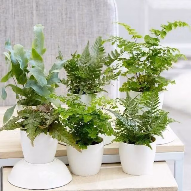 Primrose Fern Indoor House Plant Starter Collection in Green Pots