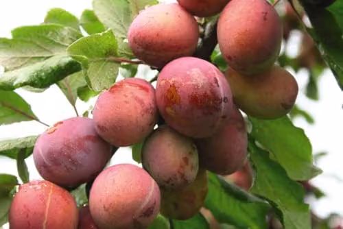 Thompson & Morgan Plum Wonder Tree Opal Patio Fruit Tree, Self-Fertile and Easy to Grow, Height: 1.4 m – 3