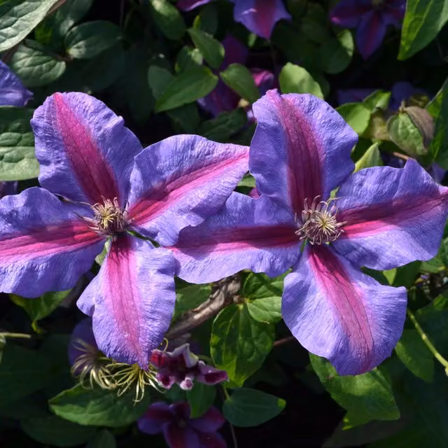 Plants By Post Clematis Mrs N Thompson Climber, Violet-blue with a Crimson-red Bar