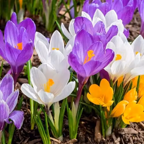YouGarden Mixed Crocus Species Spring Flowering Bulbs, 60 Bulbs, Multicolour – 1