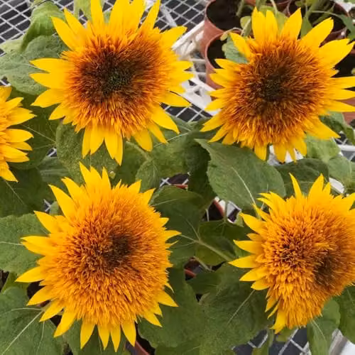 Thompson & Morgan Sunflower Fire Fox Hardy Annual Seeds with Fiery Red and Yellow Double Blooms, 12 Seeds – 2