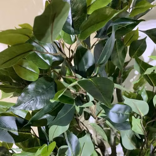 Leaf Premium Artificial Ficus Twist Tree with Gold Planter in Green, Height: 100 cm – 3
