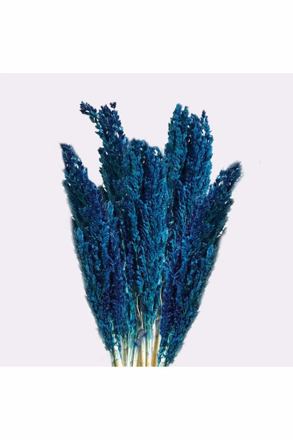 KDMD Blue Vibrant Cantal Grass Bunch Dried Coloured Floral Decor 50 cm – 2