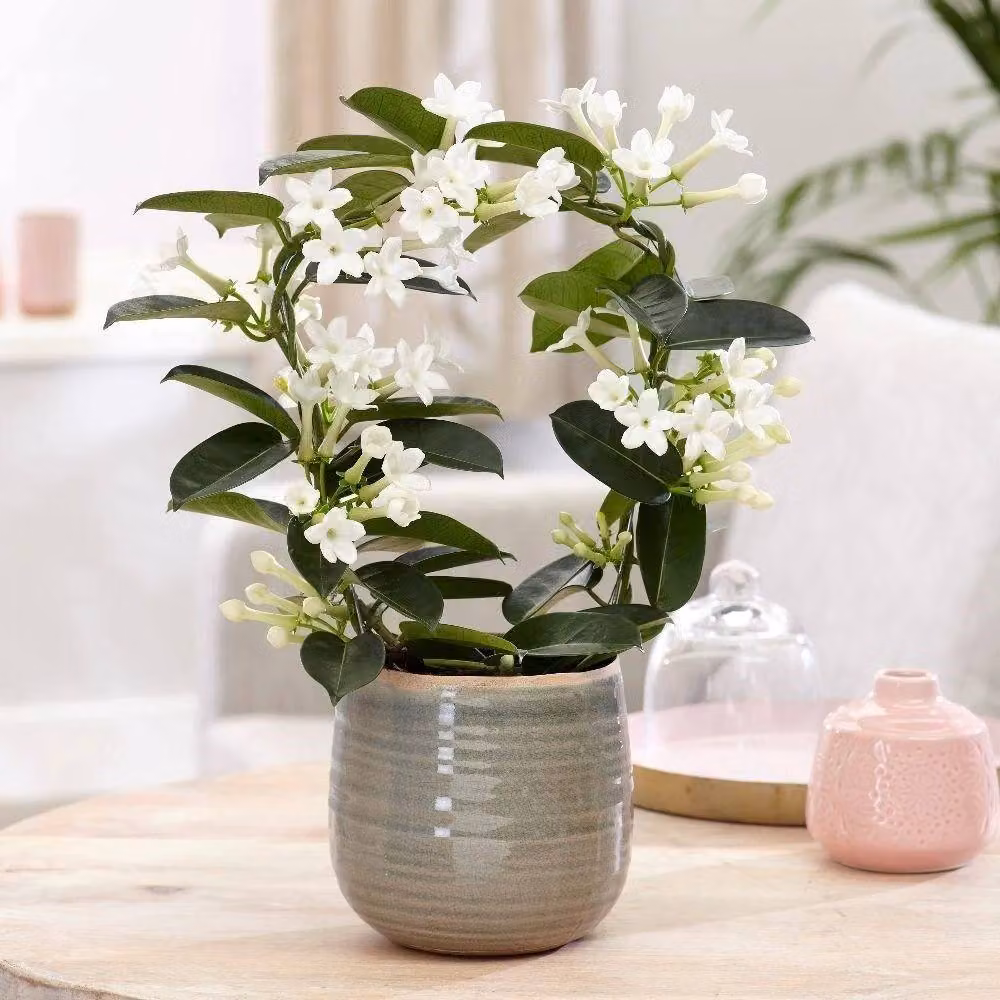 Primrose Stephanotis Floribunda Madagascar Jasmine Climber Plant in White, Height: 40 cm, 12 cm Pot – 2